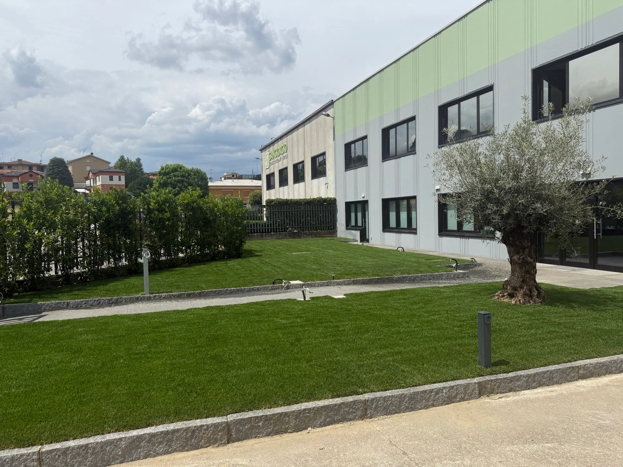 Sede aziendale con prato nuovo, ulivo e siepe realizzati da Easy Garden