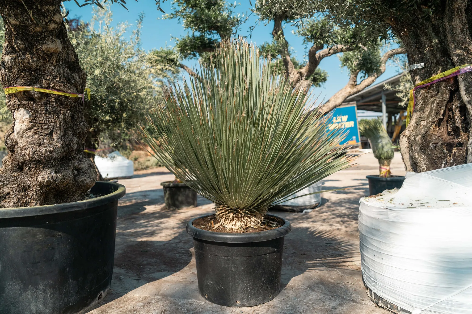 Dasylirion in vaso, rosetta sferica di foglie filiformi