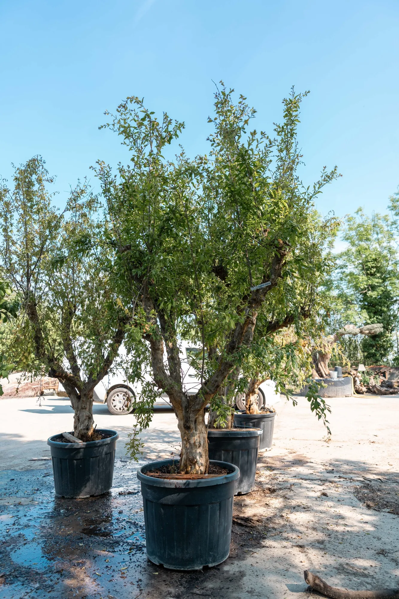 Melograno in vaso, arbusto da frutto con fogliame lucido