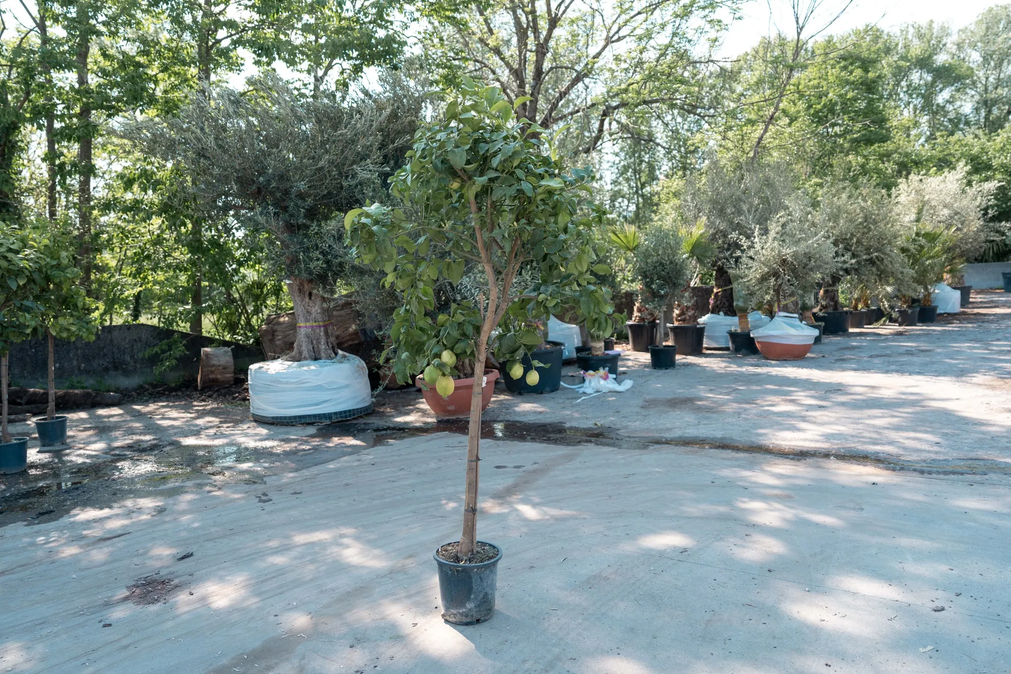 Limone, foto 2