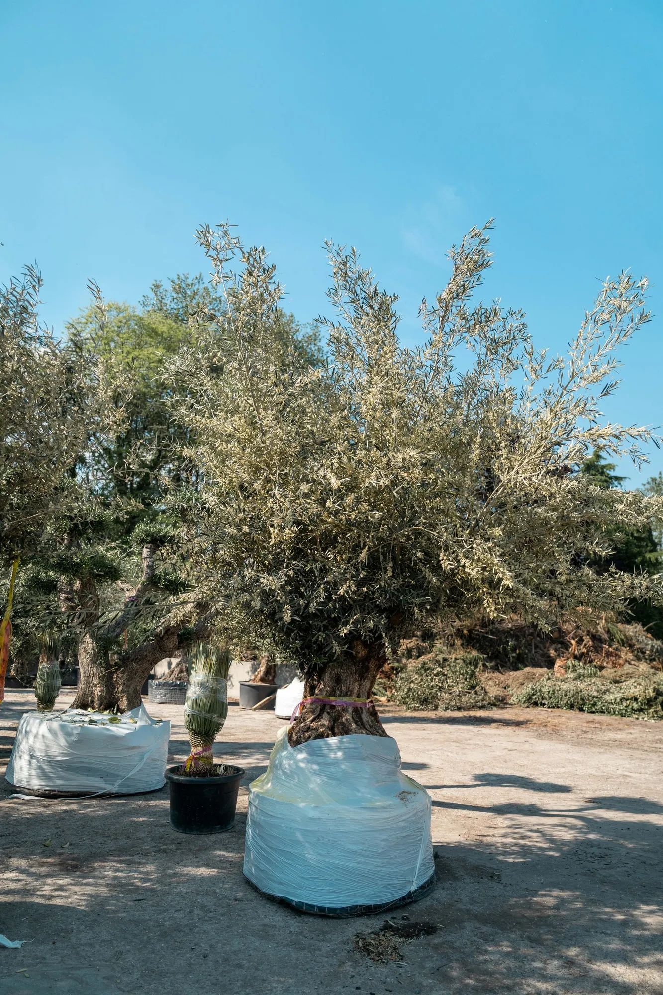 Olivo secolare, foto 2