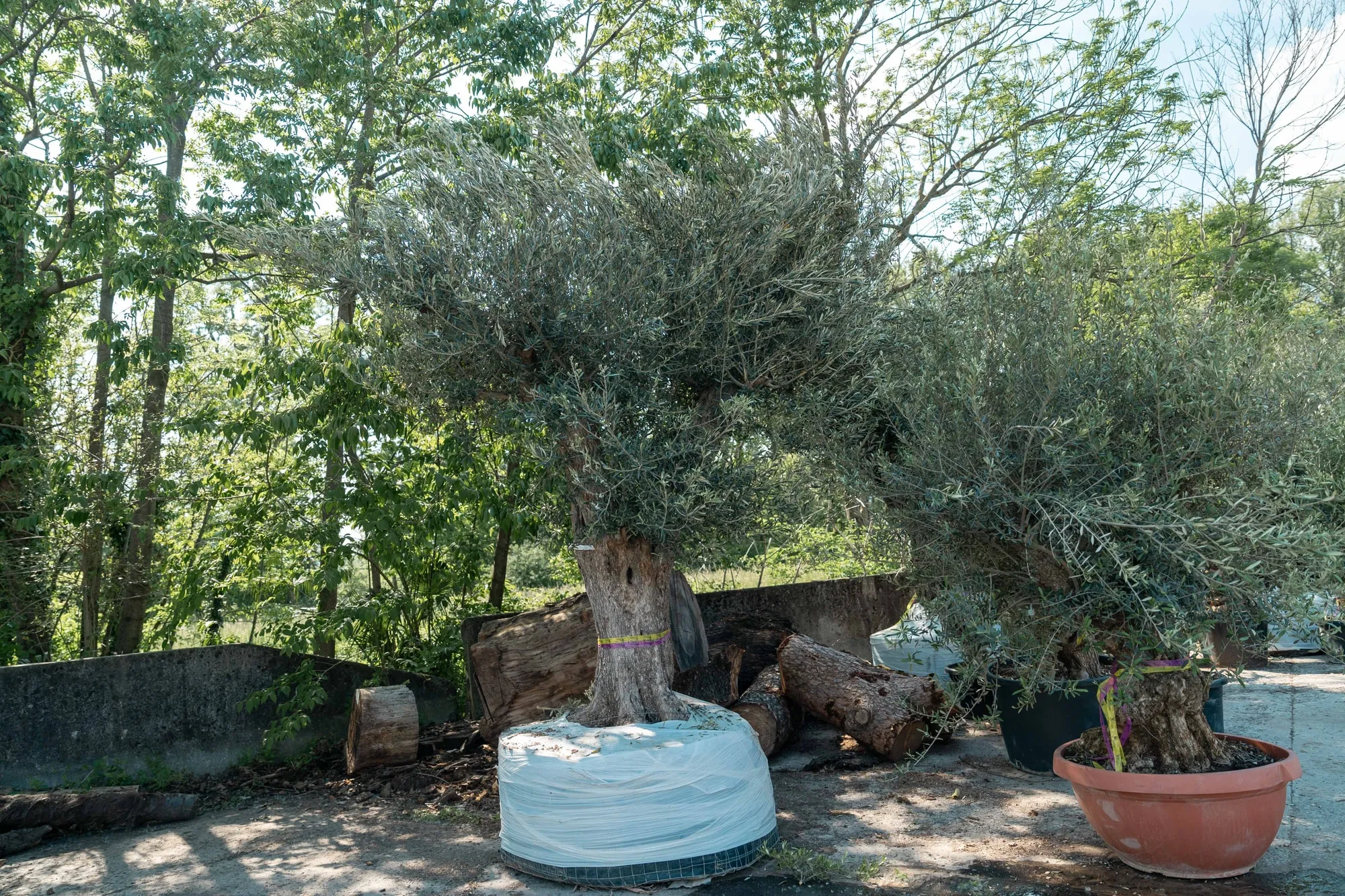 Olivo, foto 2