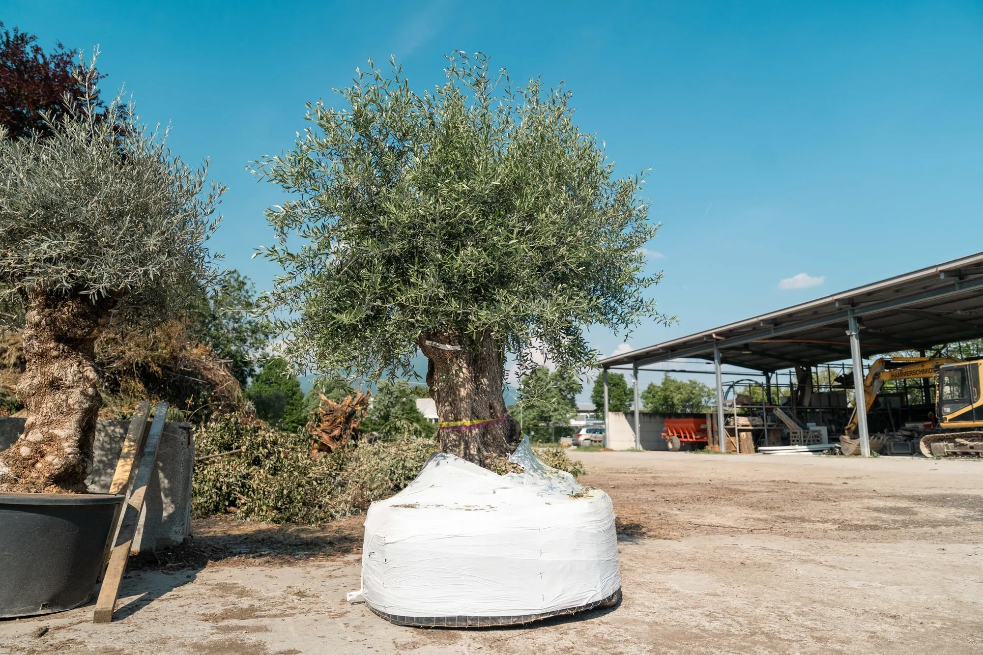 Olivo secolare, foto 4