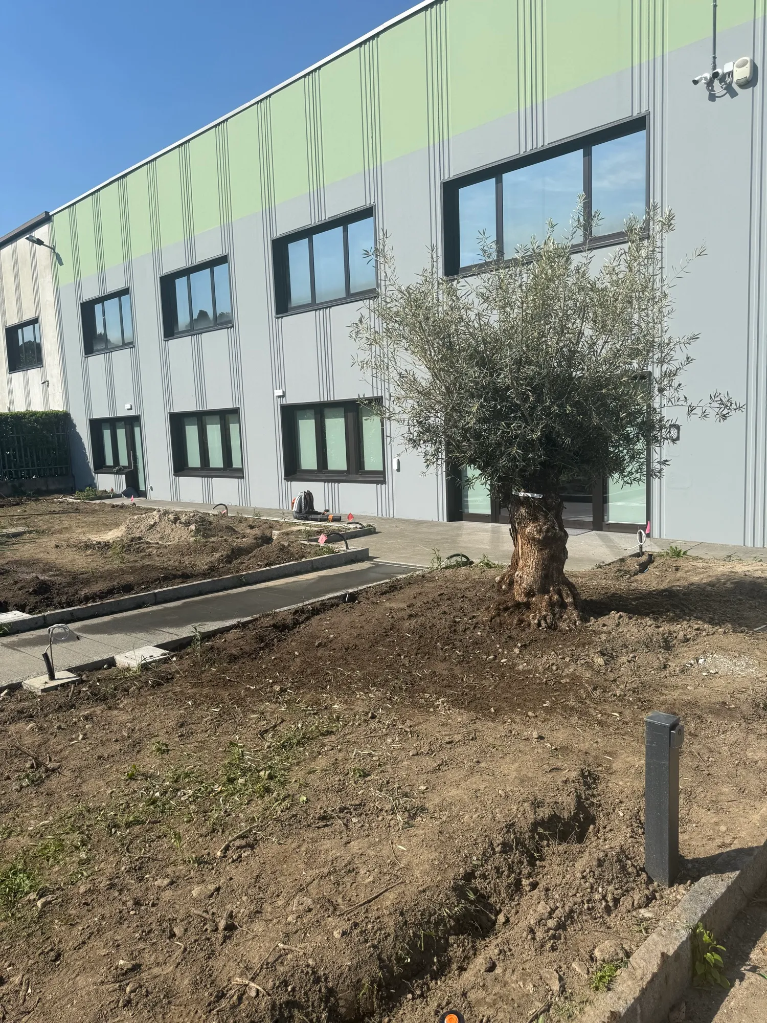 Creazione del verde aziendale con ulivo e irrigazione, foto 5