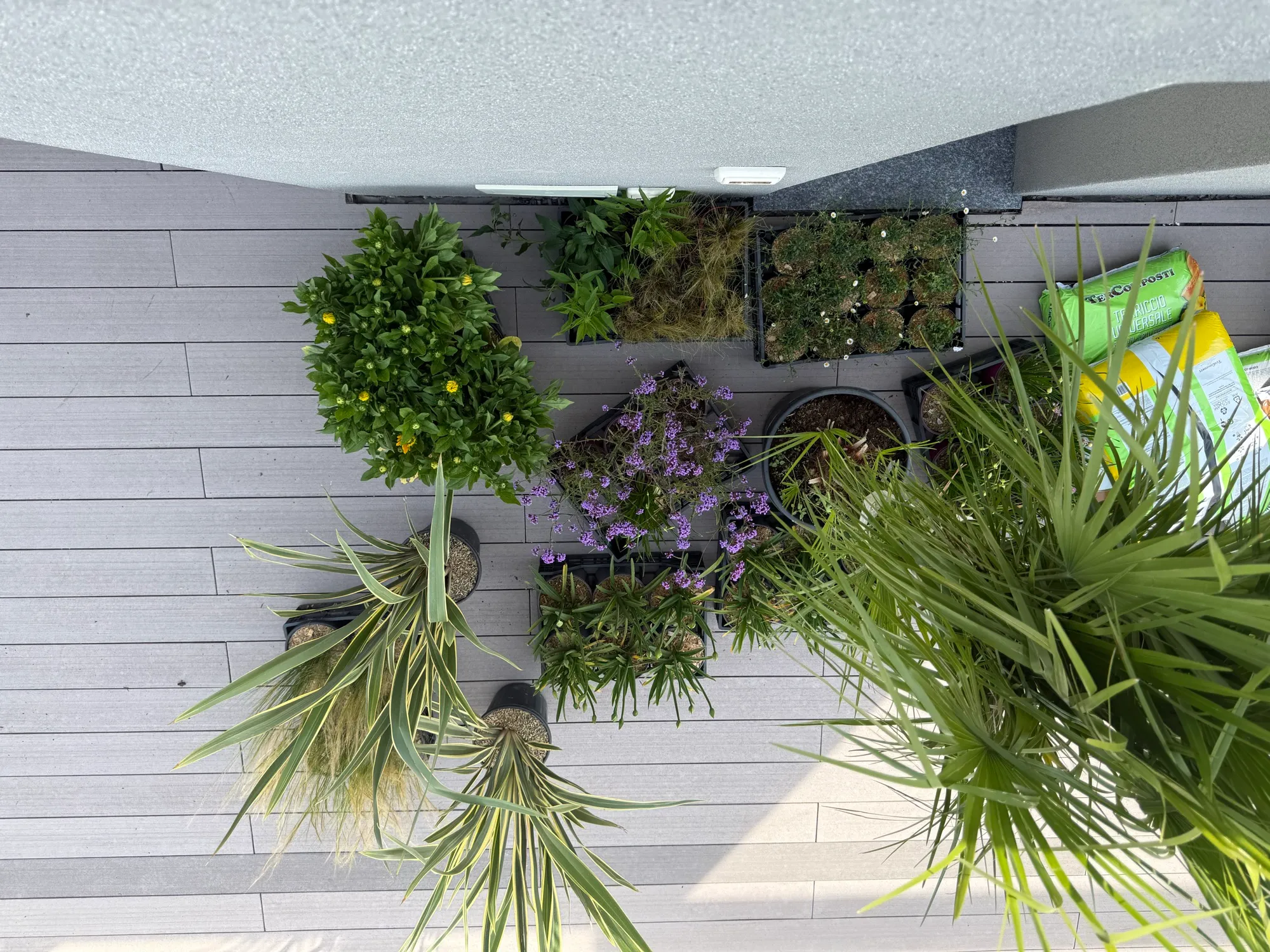 Creazione di aree verdi su terrazzo per la privacy, foto 6