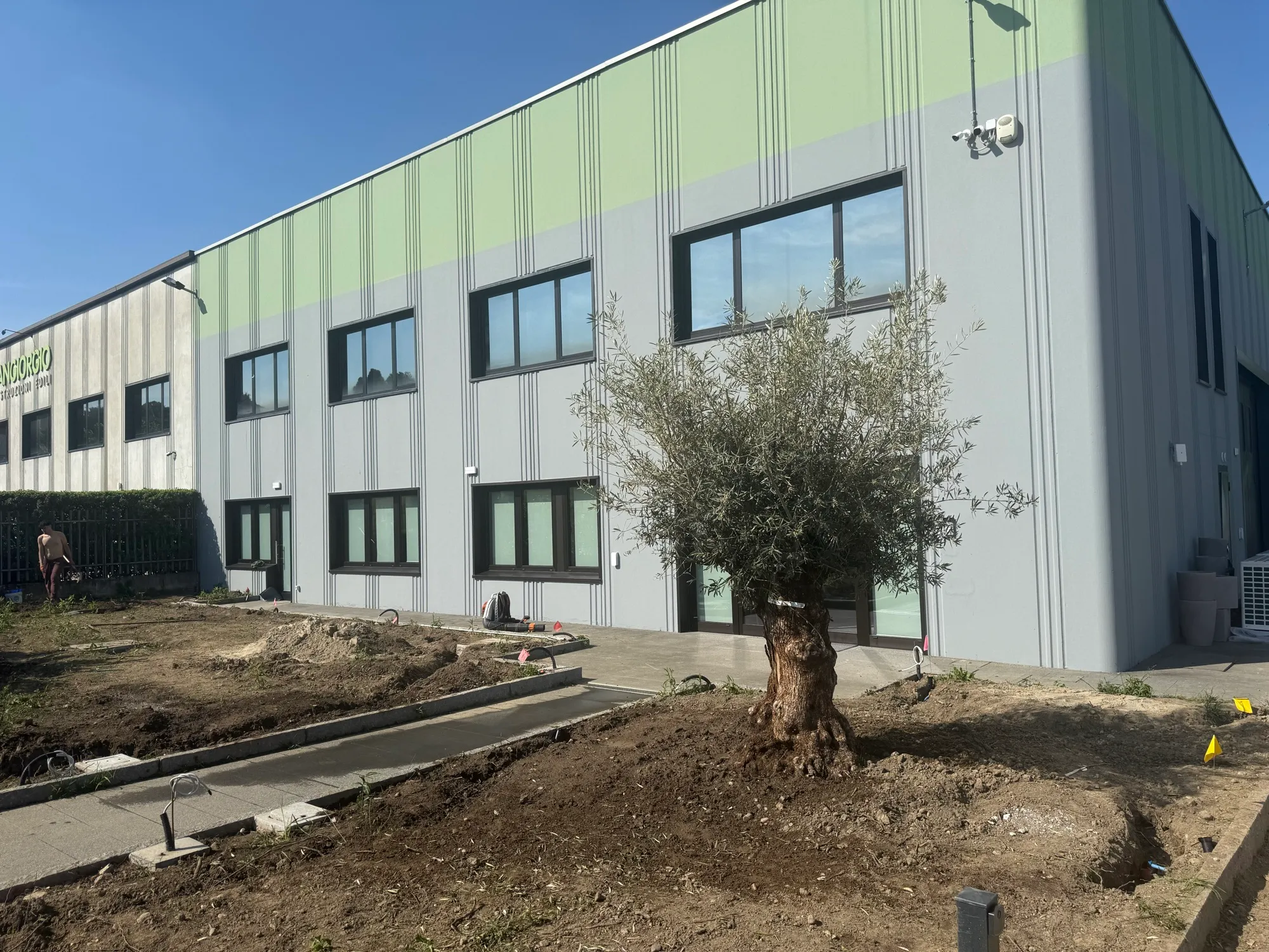 Creazione del verde aziendale con ulivo e irrigazione, foto 6