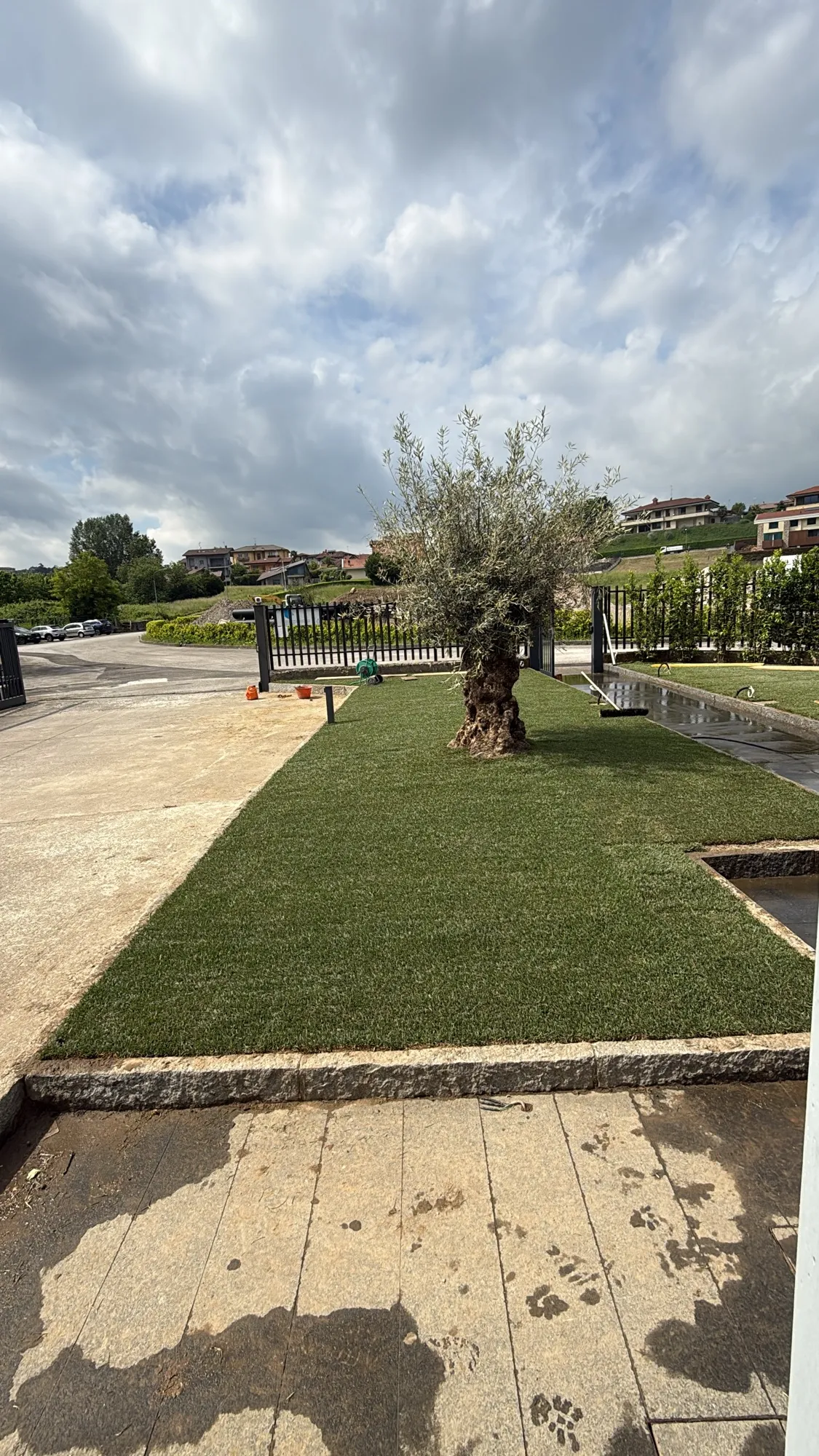 Creazione del verde aziendale con ulivo e irrigazione, foto 12